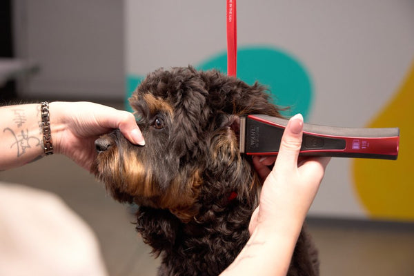 WAHL Bravura2 Professional Pet Clipper