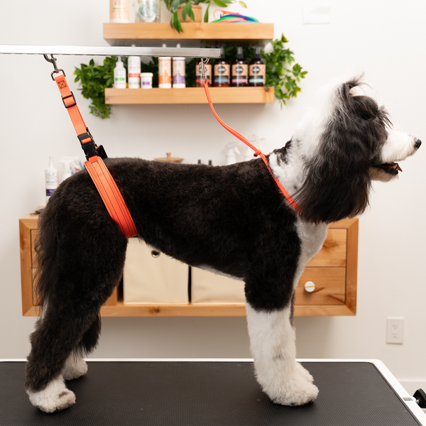 Jelly Pet Grooming Loop - HUNTER ORANGE 3/8" X 24"