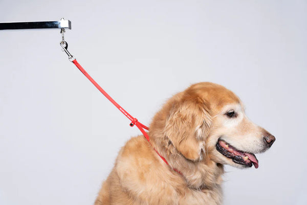 Jelly Pet Grooming Loop - HUNTER ORANGE 3/8" X 24"